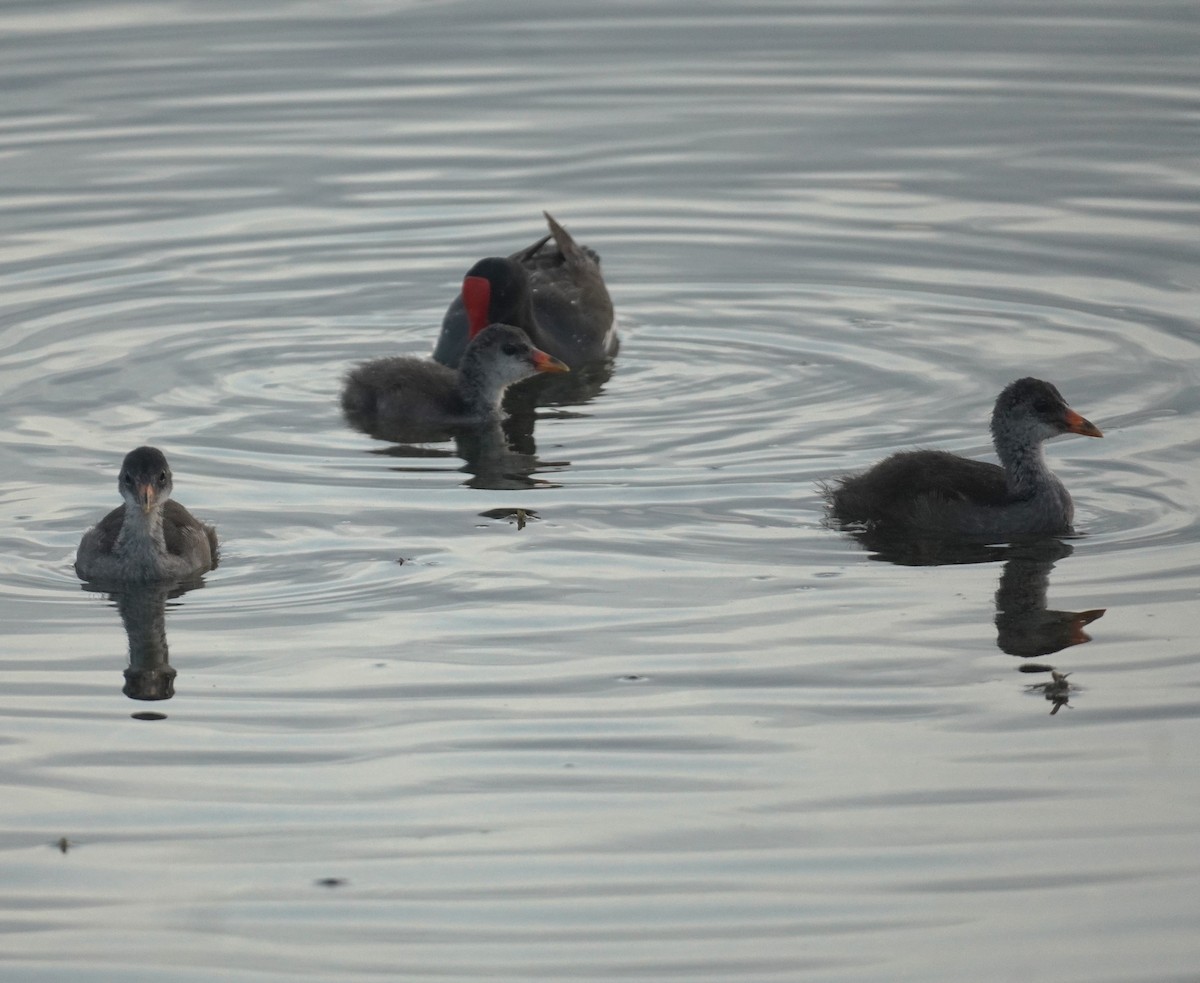 Common Gallinule - ML638751451