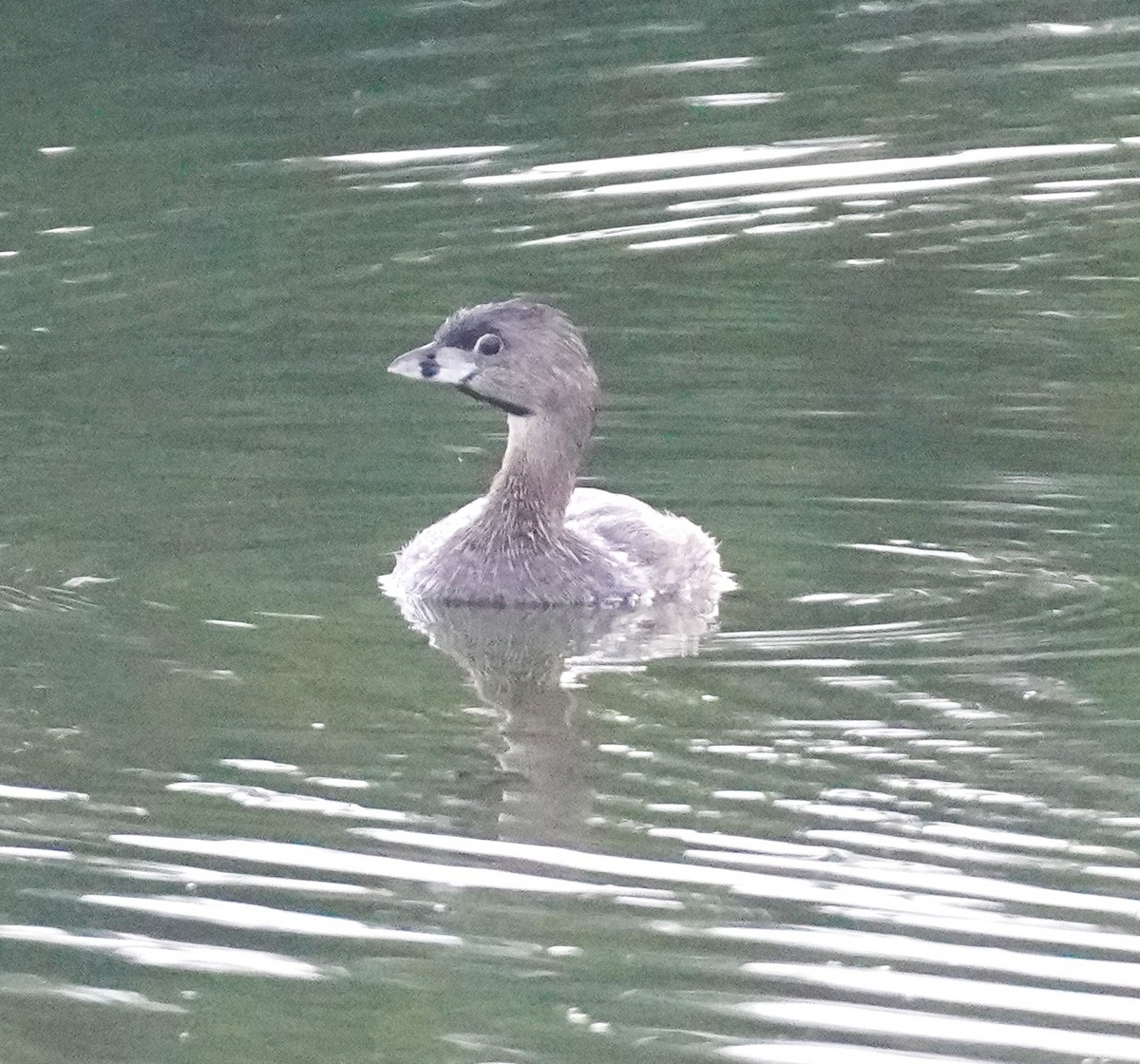 Pied-billed Grebe - ML638751460