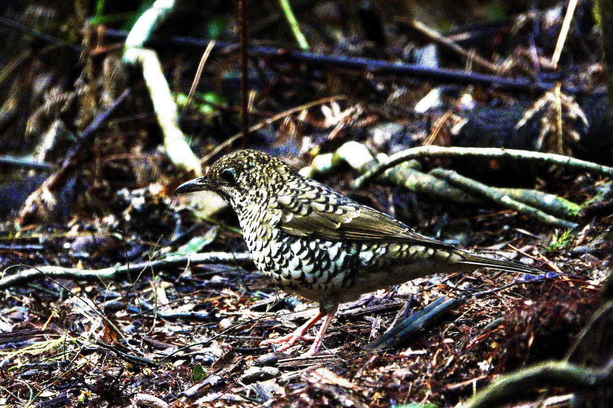 Bassian Thrush - ML638751467