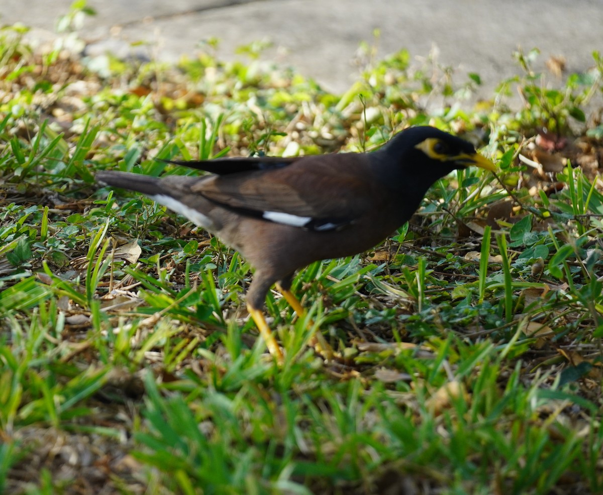Common Myna - ML638751468