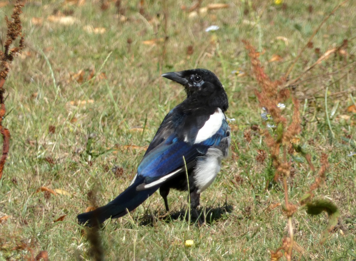 Eurasian Magpie - ML638751469