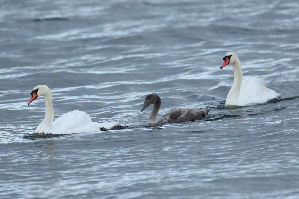 Mute Swan - ML638751472