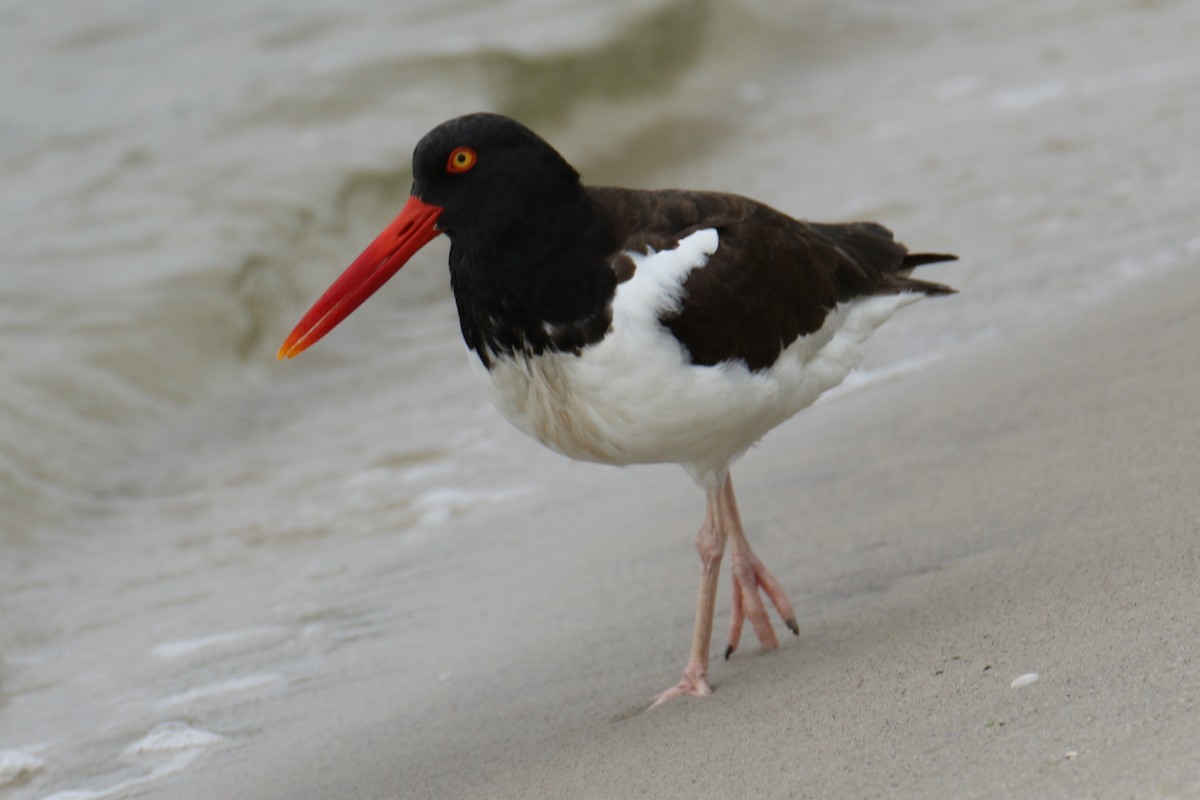 American Oystercatcher - ML638751476