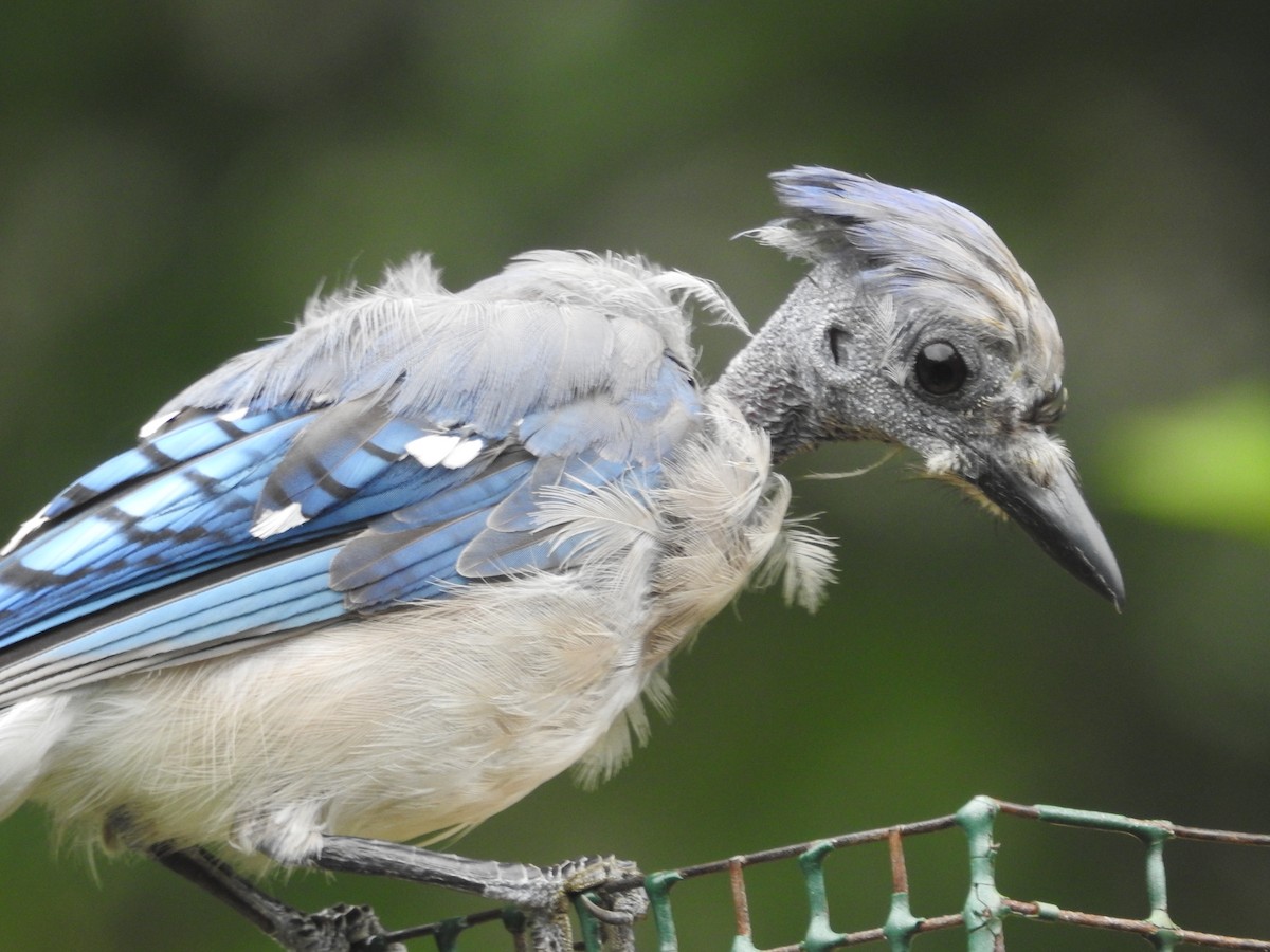 Blue Jay - ML638751478