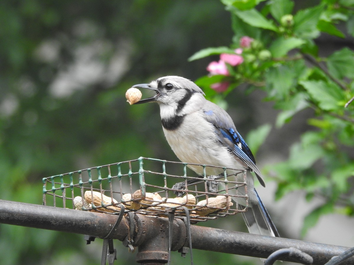 Blue Jay - ML638751479