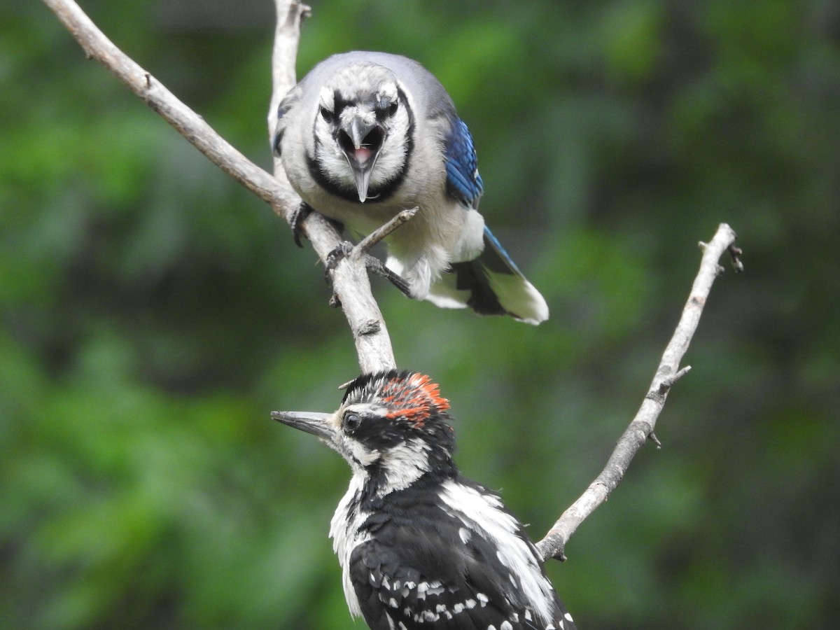 Blue Jay - ML638751483