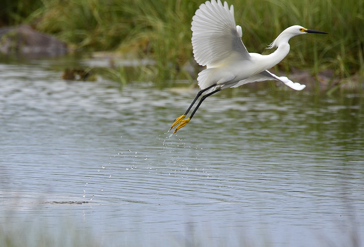Snowy Egret - ML638751486