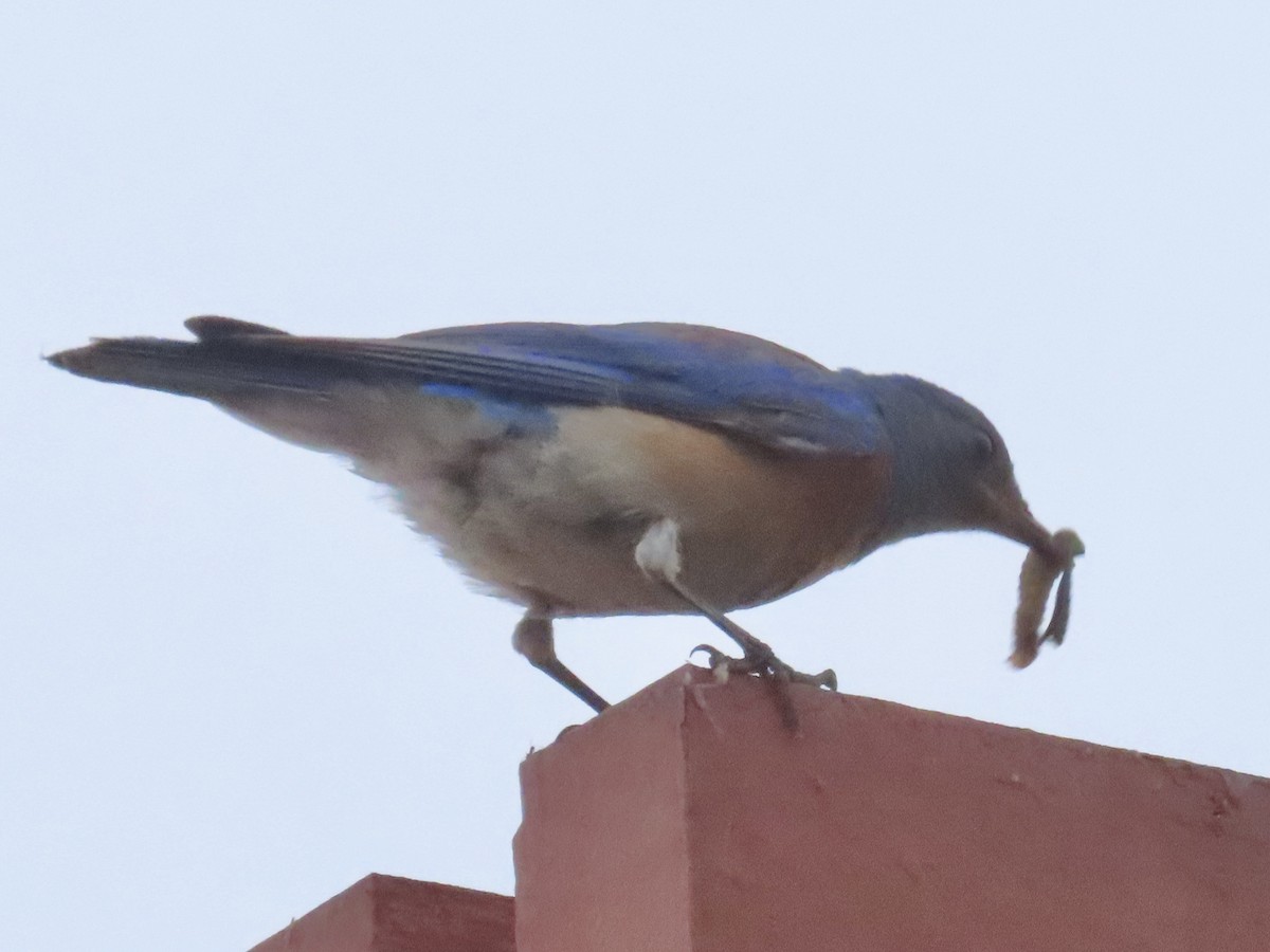 Western Bluebird - ML638751487