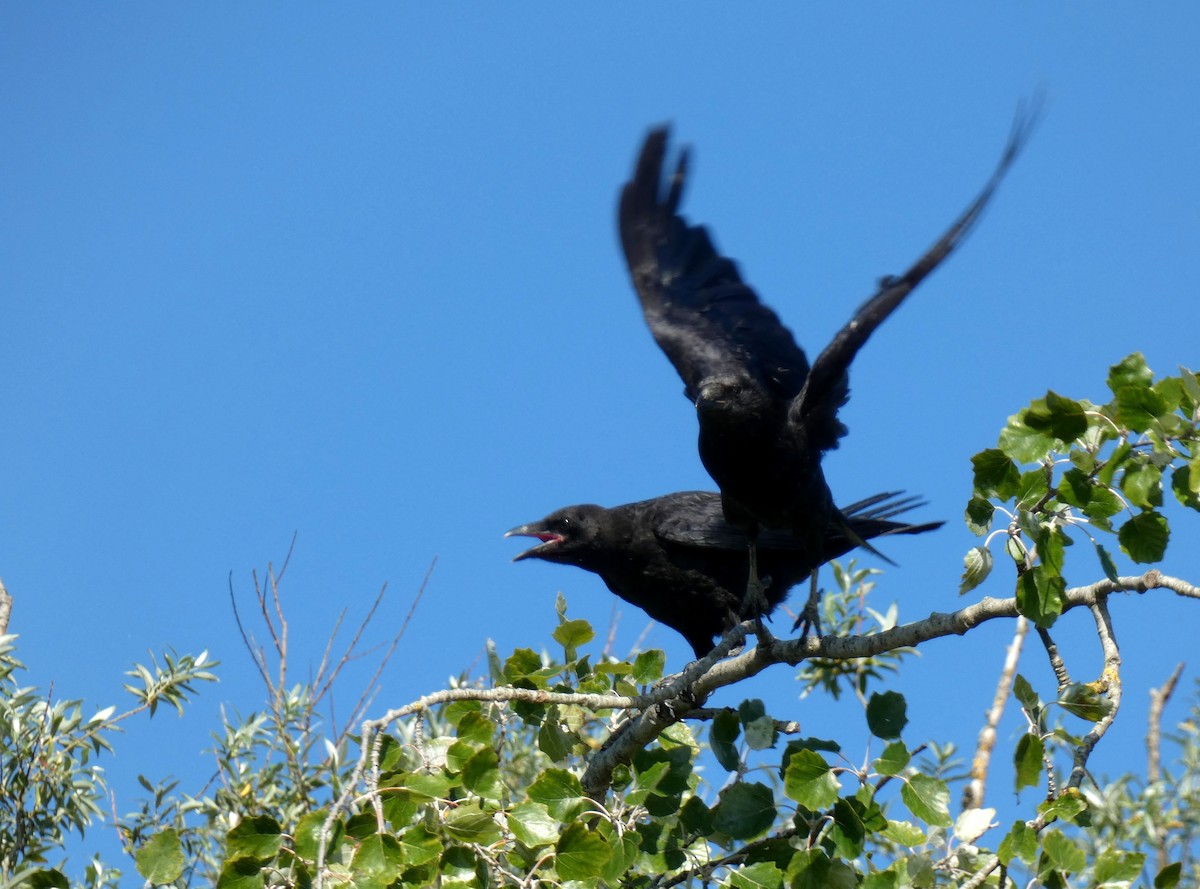 Carrion Crow - ML638751489