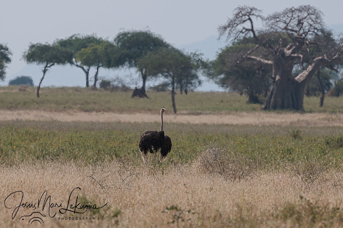 Common Ostrich - ML638751491