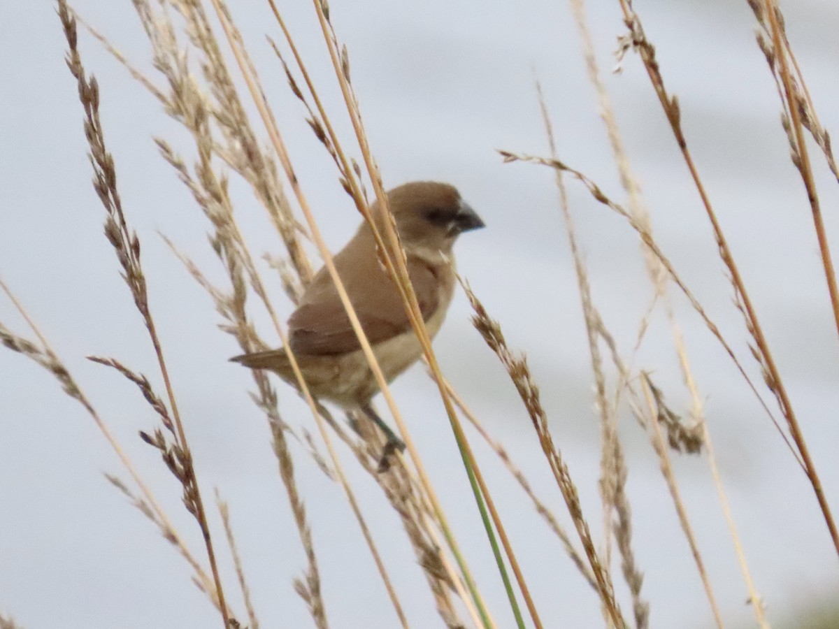 Scaly-breasted Munia (Checkered) - ML638751496