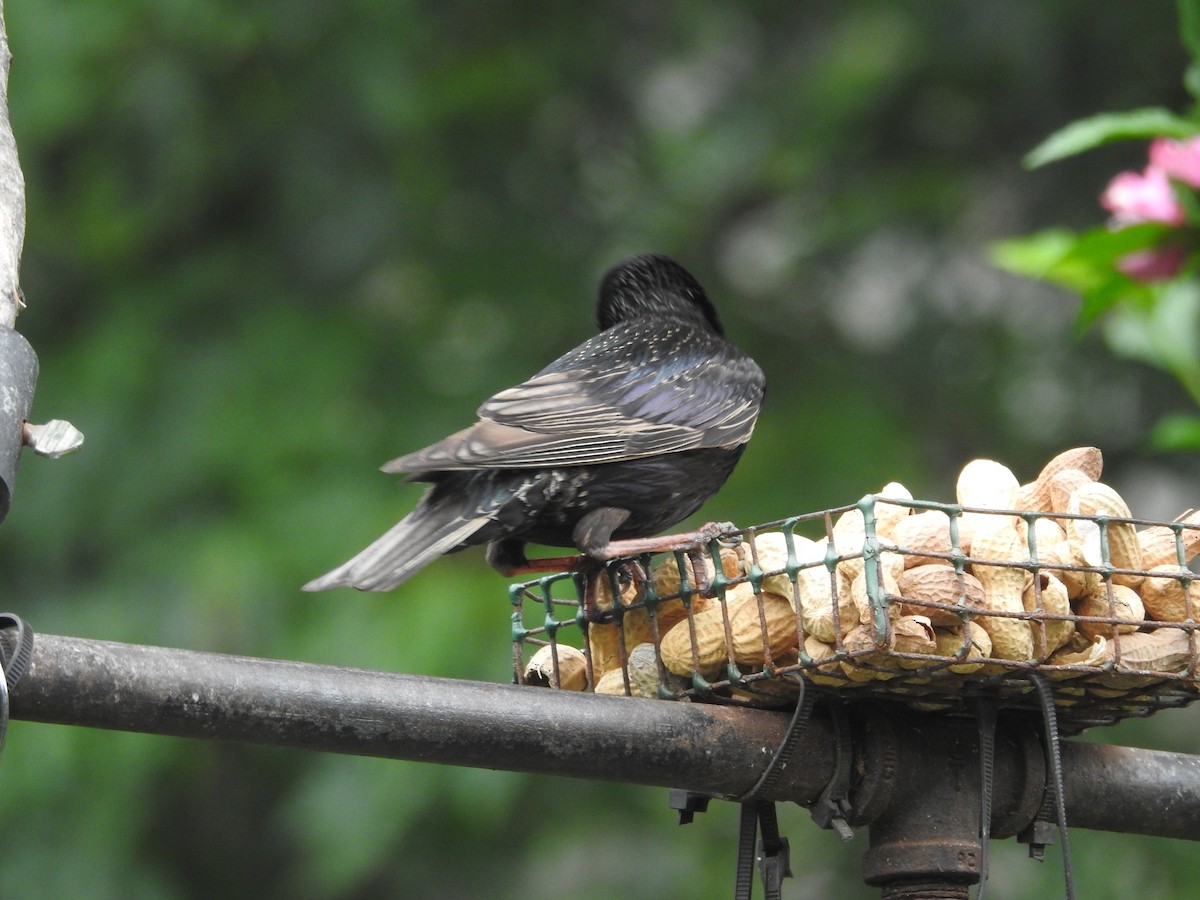 European Starling - ML638751499