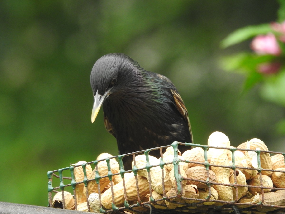 European Starling - ML638751500