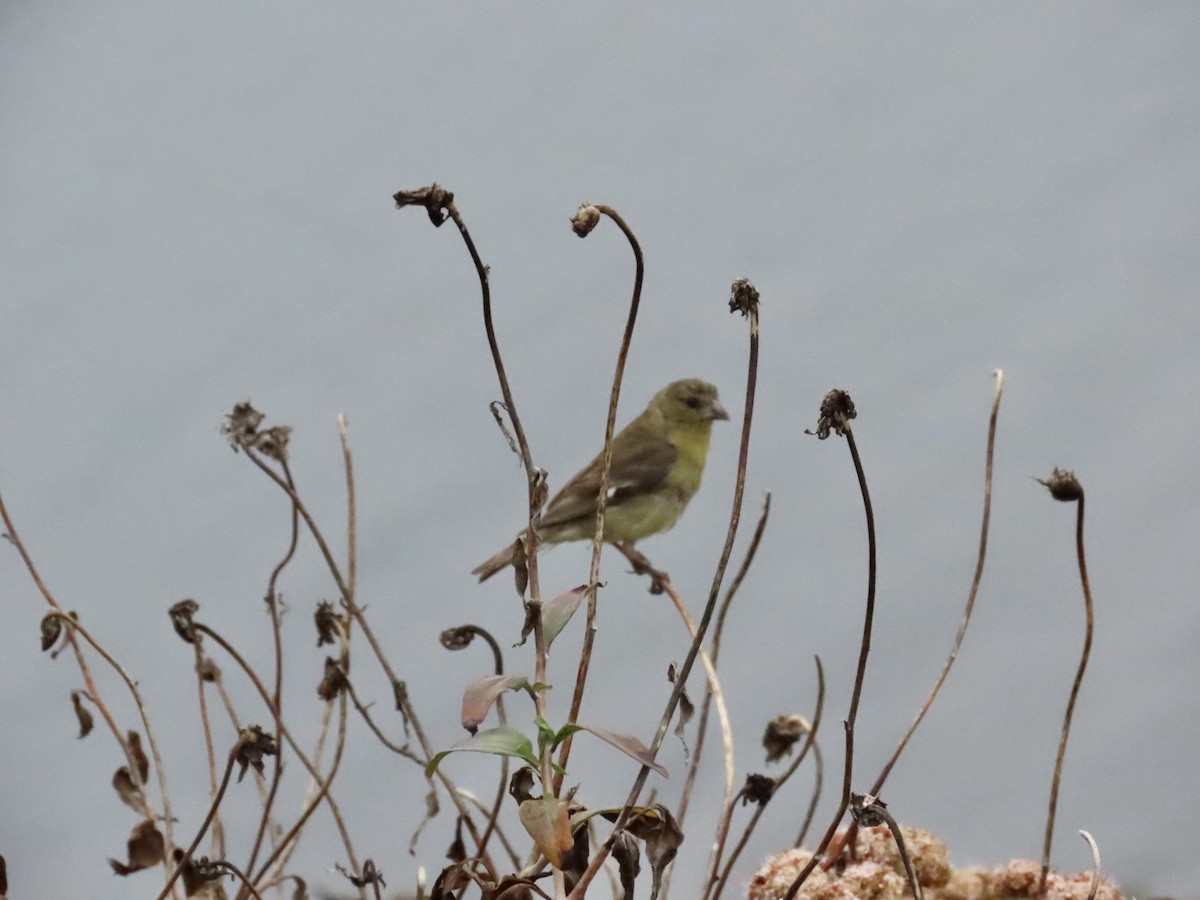 Lesser Goldfinch - ML638751502