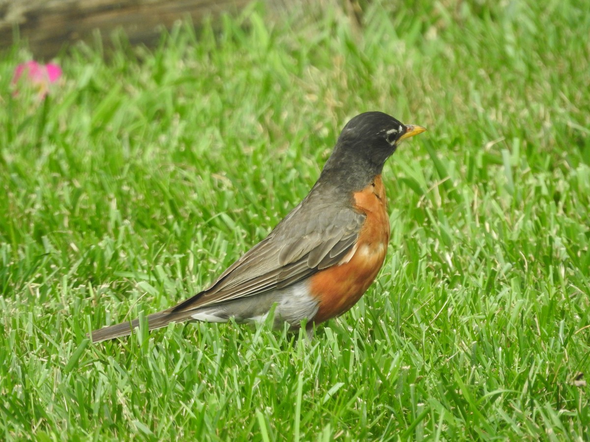American Robin - ML638751503