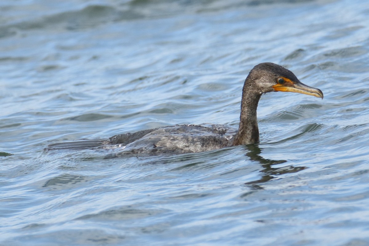 Double-crested Cormorant - ML638751505