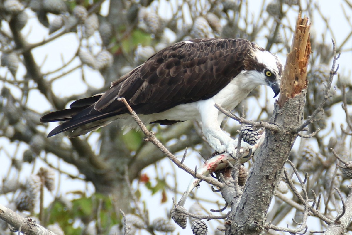 Osprey - ML638751506