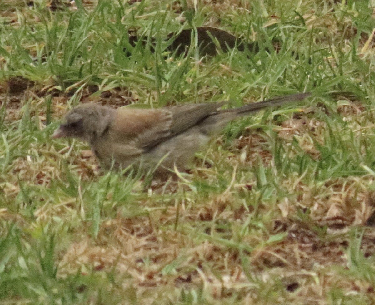 Dark-eyed Junco - ML638751509