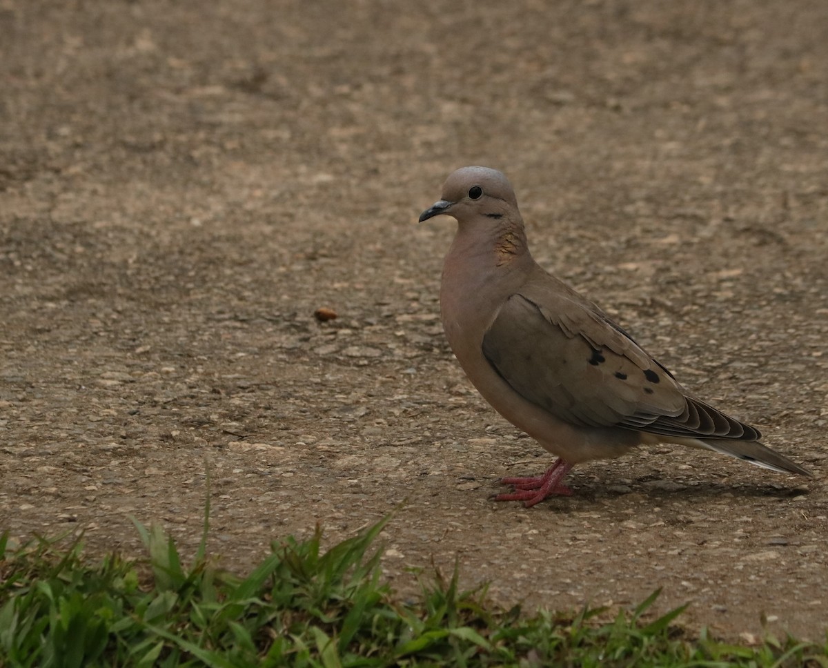 Eared Dove - ML638751530