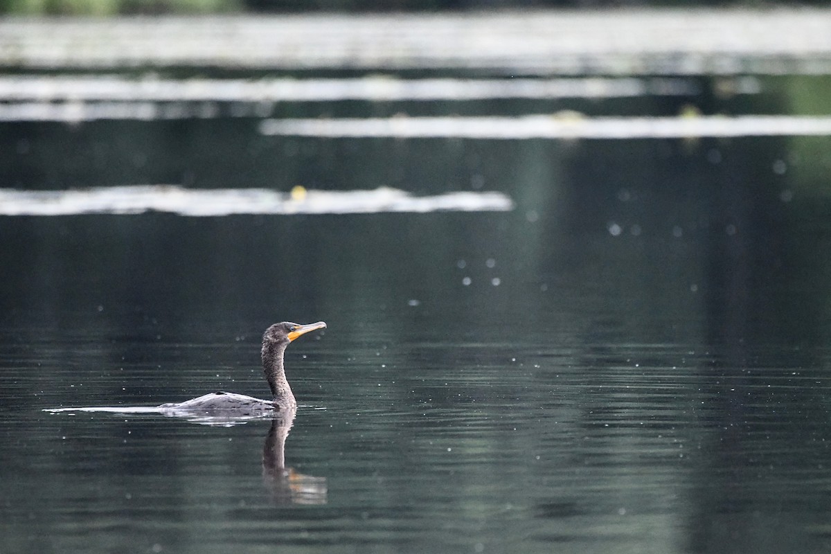 Double-crested Cormorant - ML638751535