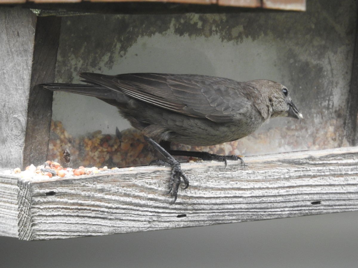 Brown-headed Cowbird - ML638751537