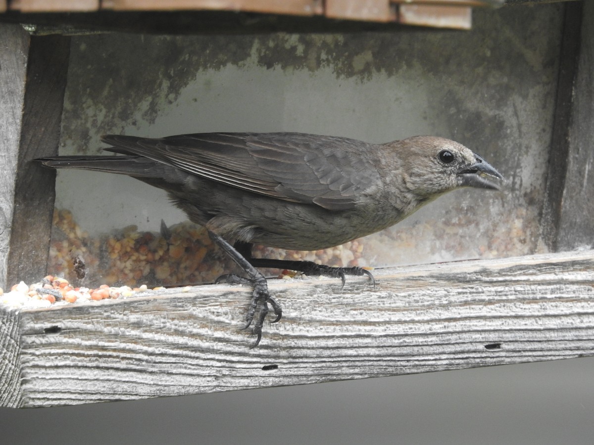 Brown-headed Cowbird - ML638751538