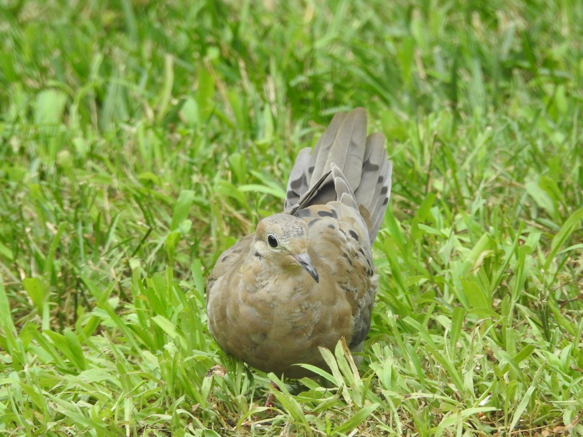 Mourning Dove - ML638751544