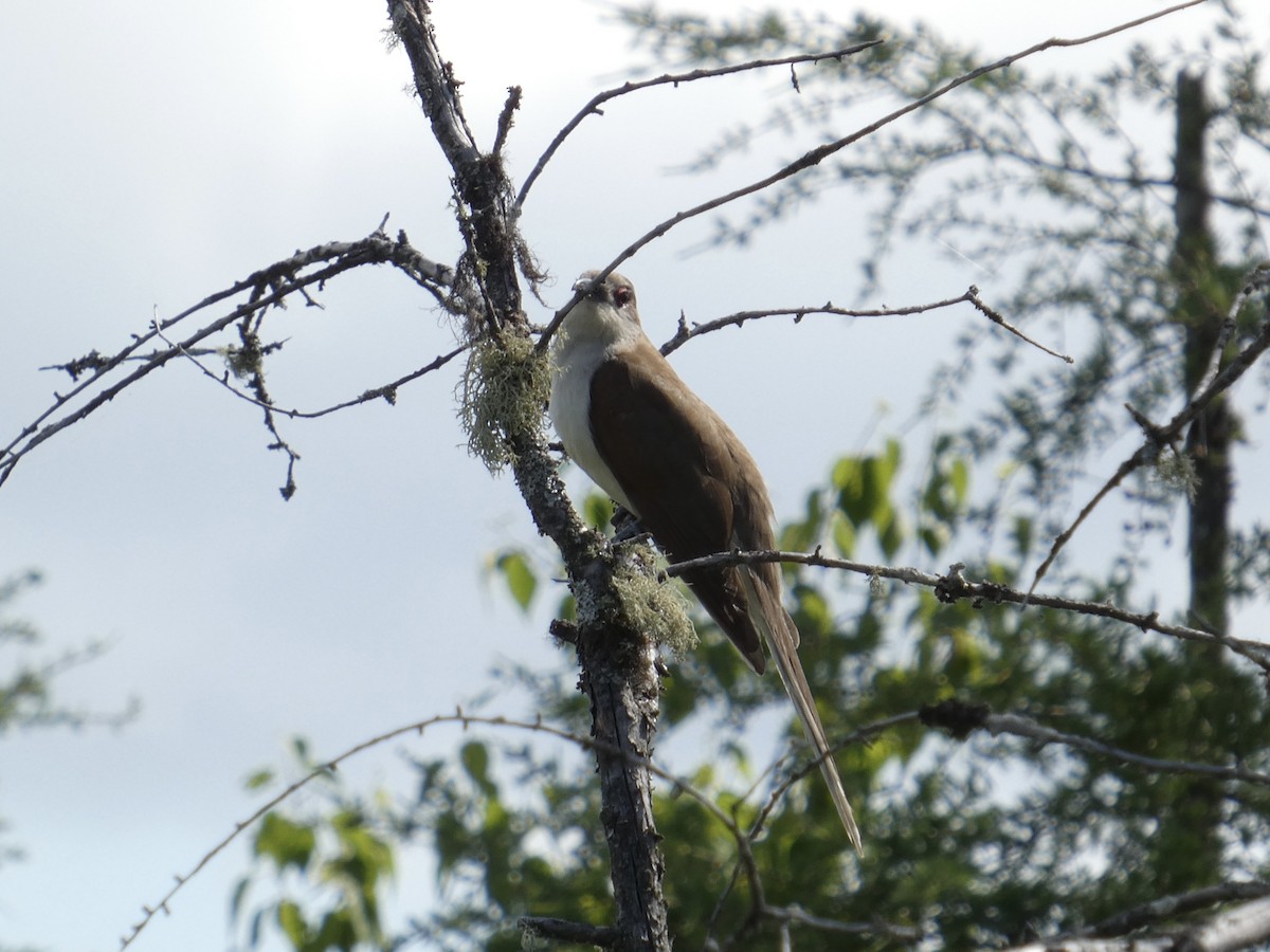 Black-billed Cuckoo - ML638751545