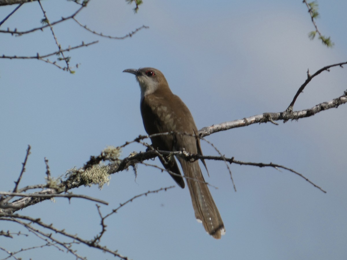 Black-billed Cuckoo - ML638751546