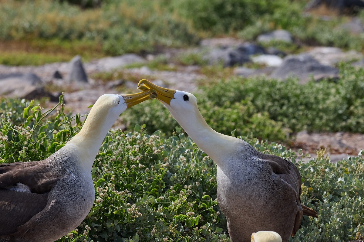 Waved Albatross - ML638751547
