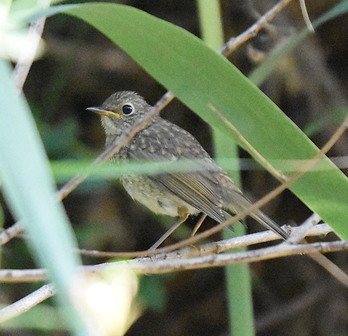 European Robin - ML638751553