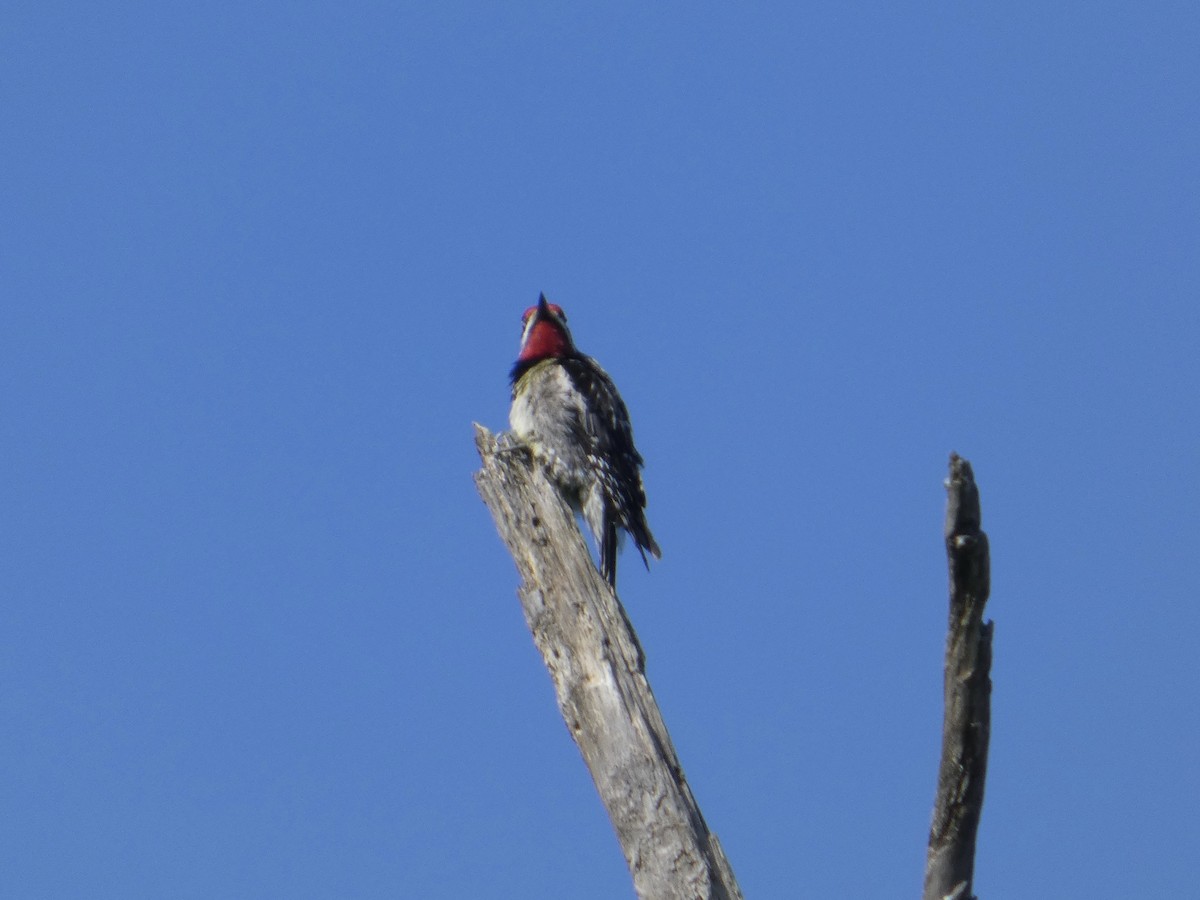 Yellow-bellied Sapsucker - ML638751554
