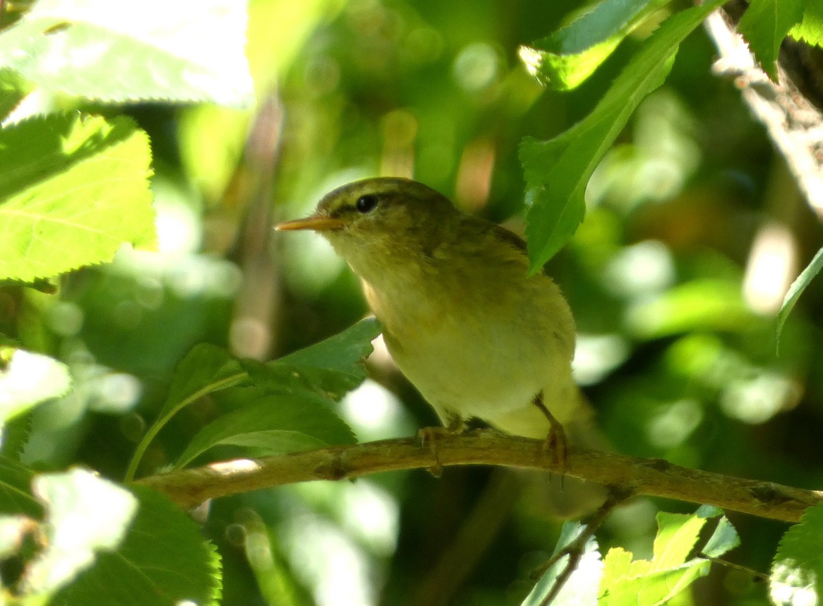 Common Chiffchaff - ML638751555