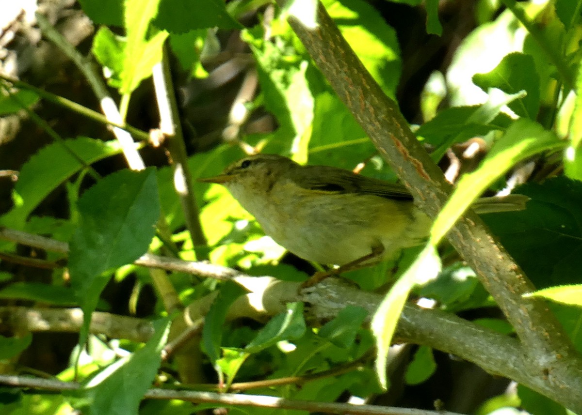 Common Chiffchaff - ML638751556