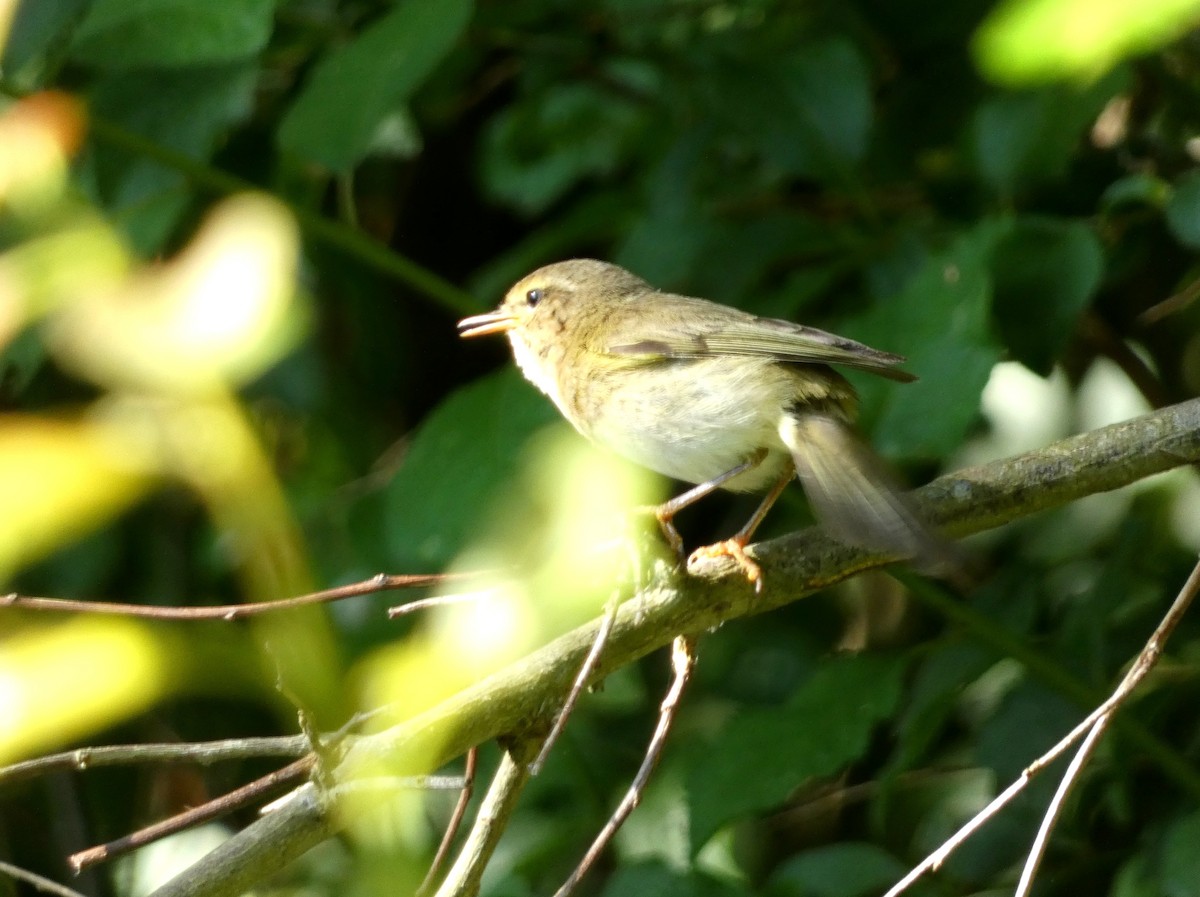 Common Chiffchaff - ML638751557