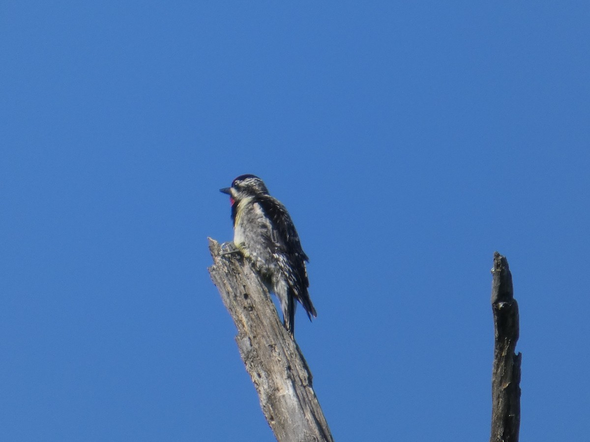 Yellow-bellied Sapsucker - ML638751558