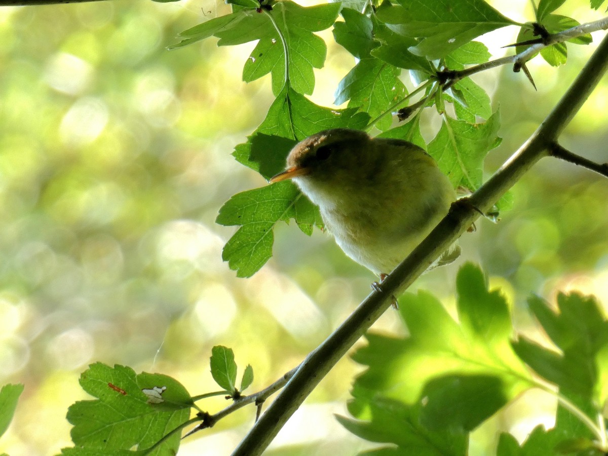 Common Chiffchaff - ML638751559