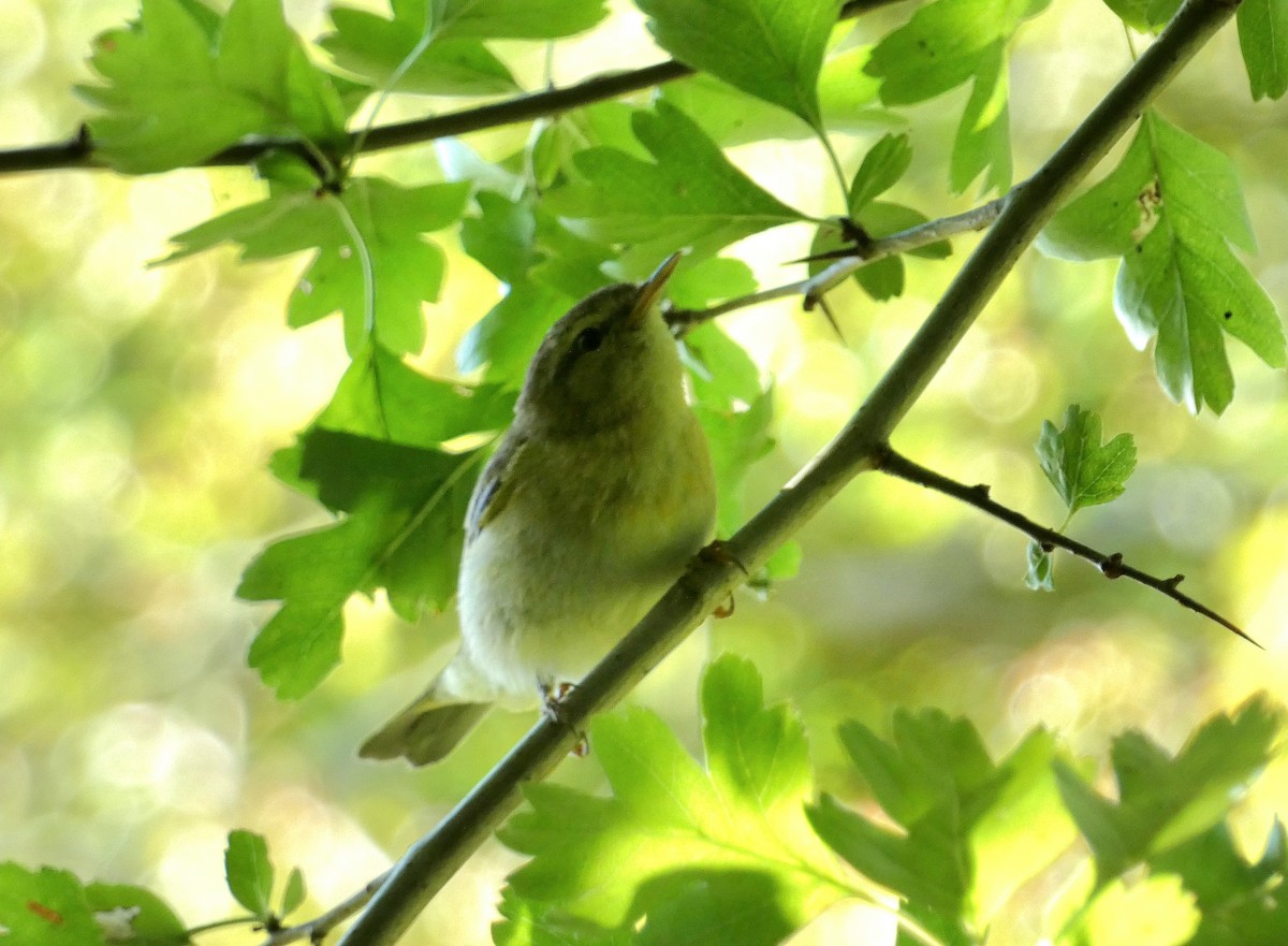 Common Chiffchaff - ML638751560