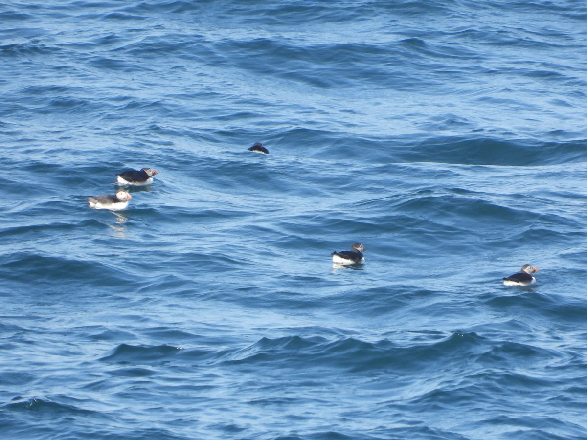Atlantic Puffin - ML638751562