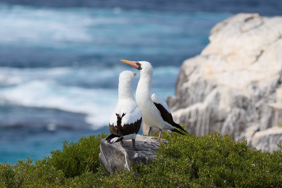 Nazca Booby - ML638751564