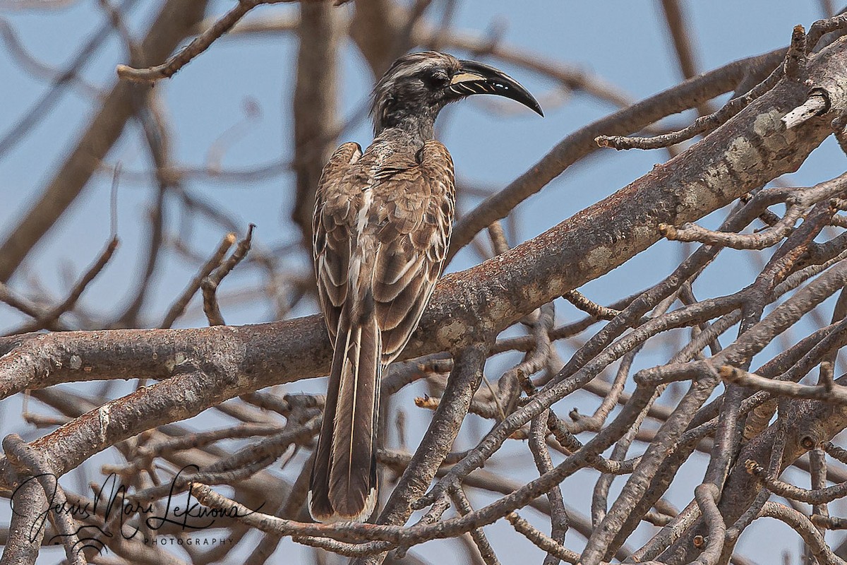African Gray Hornbill - ML638751565
