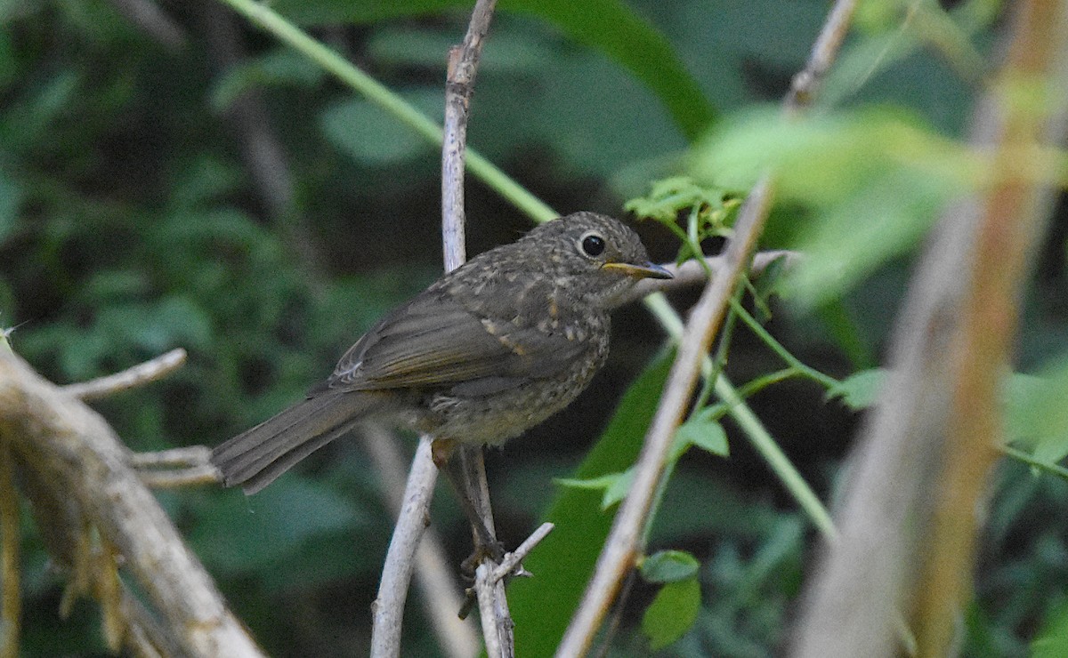 European Robin - ML638751566