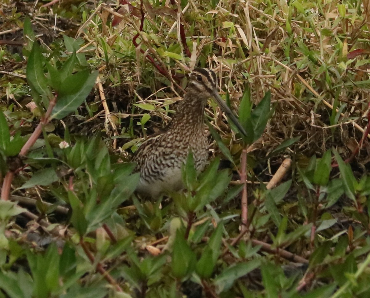 Pantanal Snipe - ML638751574