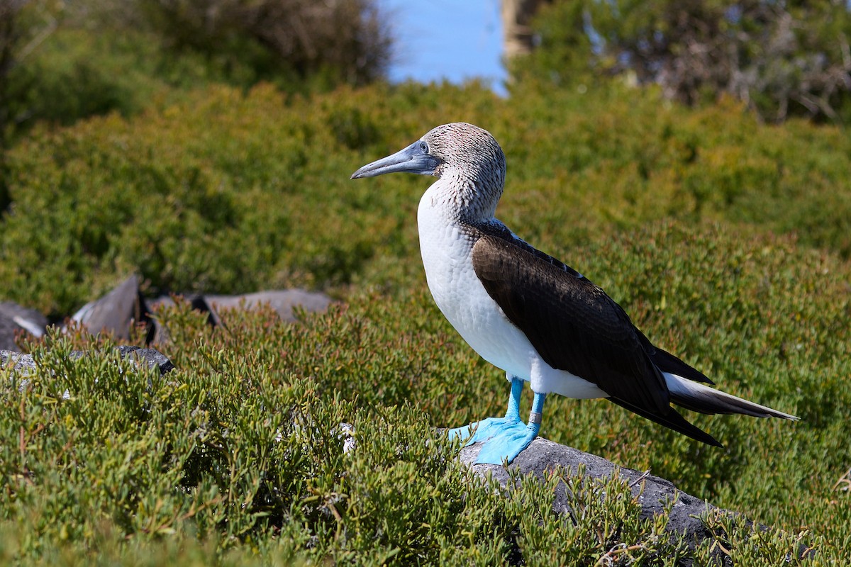 Blue-footed Booby - ML638751607