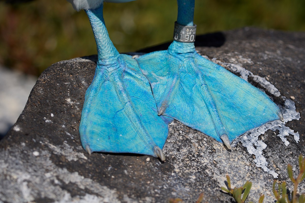 Blue-footed Booby - ML638751610