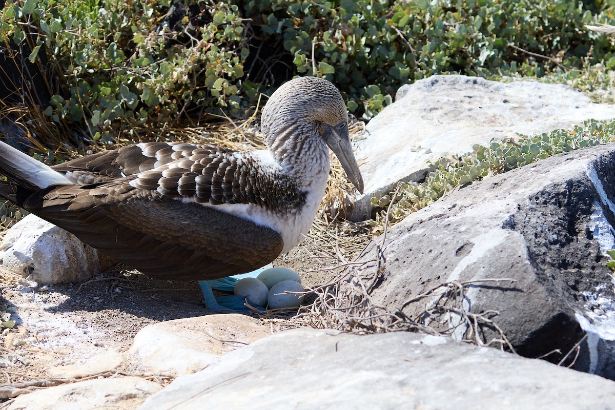 Blue-footed Booby - ML638751616