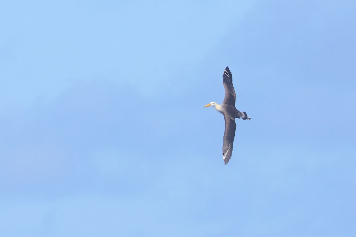 Waved Albatross - ML638751626