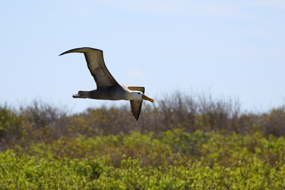 Waved Albatross - ML638751627