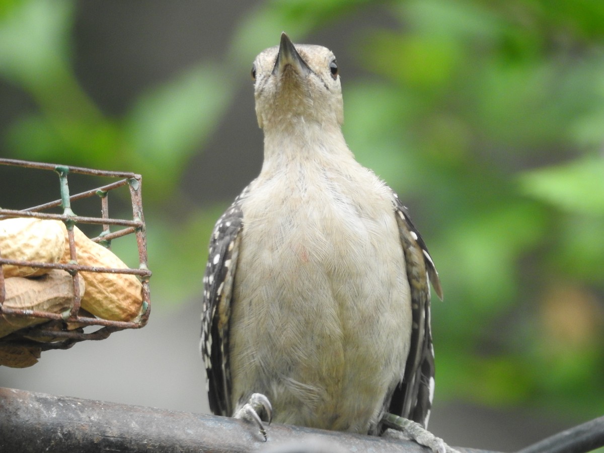 Red-bellied Woodpecker - ML638751628