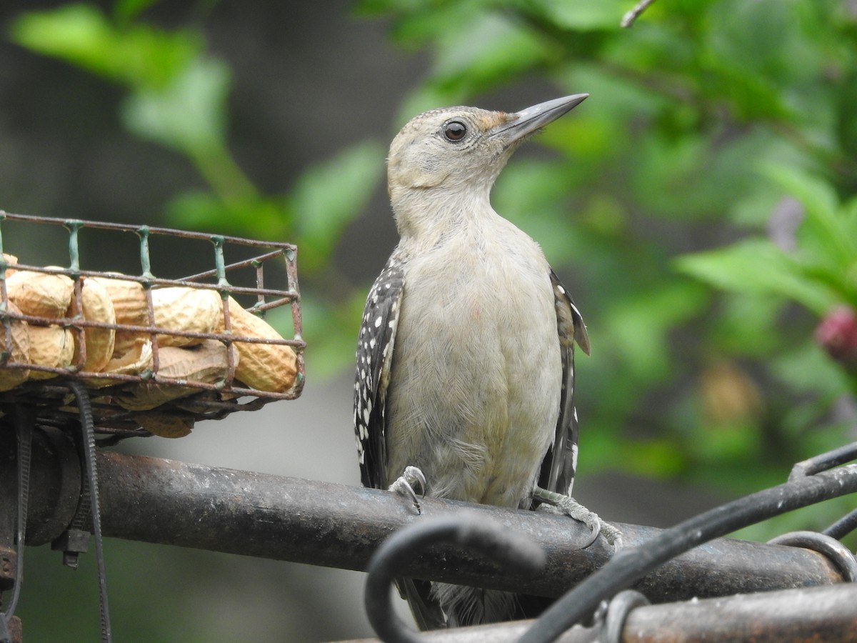 Red-bellied Woodpecker - ML638751629